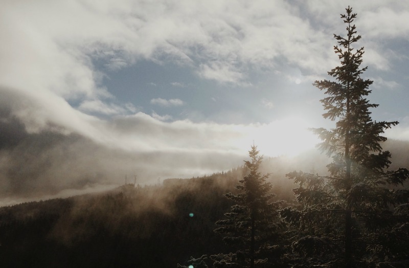 Tree Tops